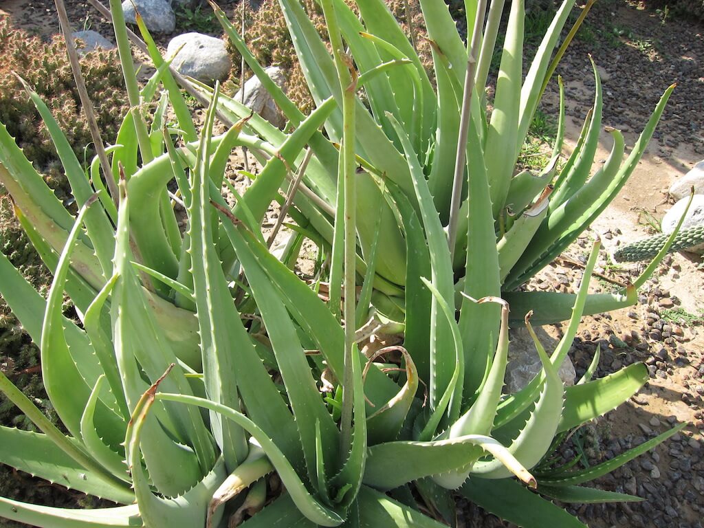 Aloes vera / Lalwa/ Aloes