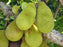 Artocarpus heterophyllus | Jaca