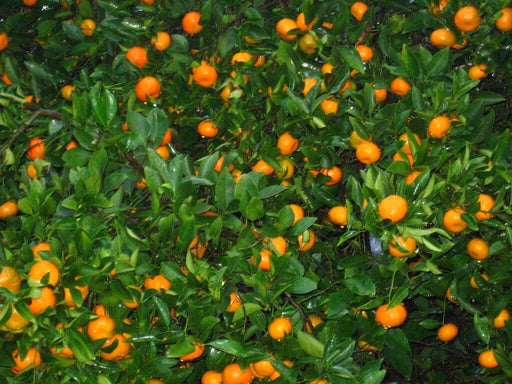 Citrus maxima /  Mandarine