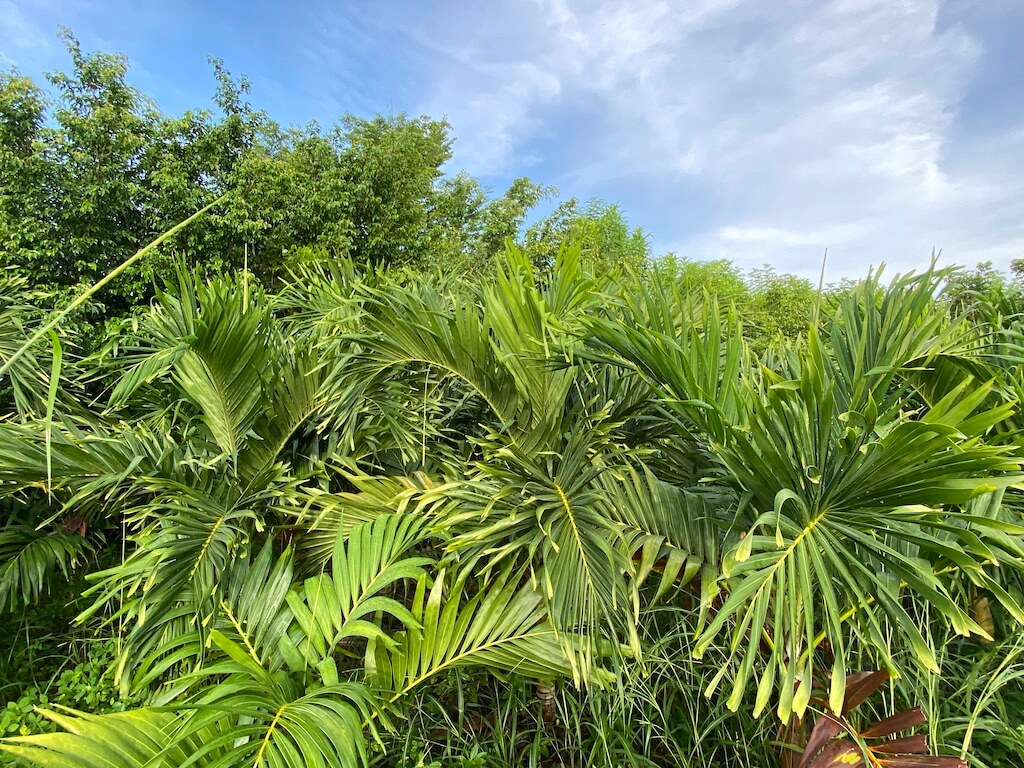 Portorican palm